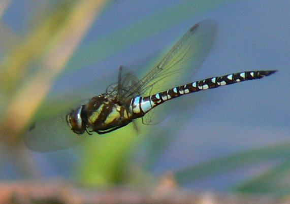 Hawker+dragonflies+uk