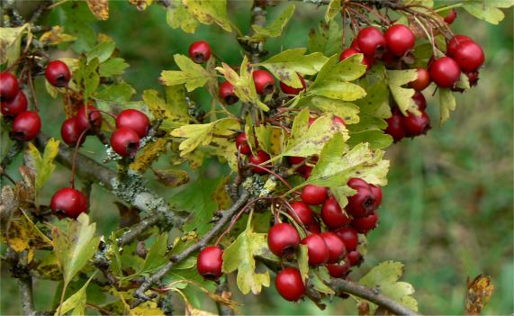 Haws or hawthorn berries