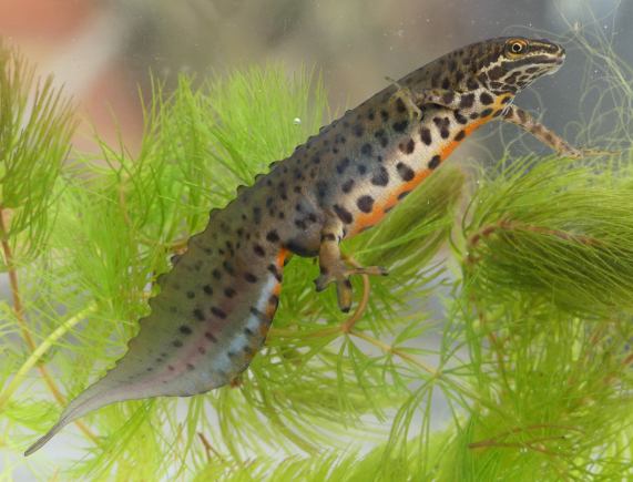 Common newt male