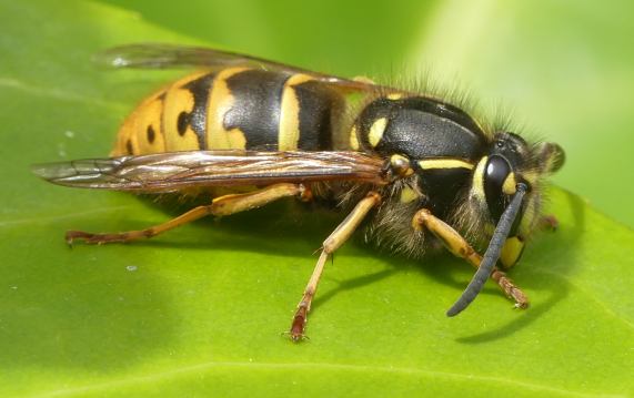 Common wasp queen