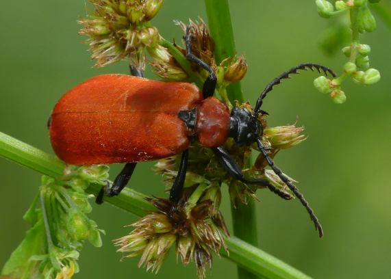 Black-headed cardinal beetle