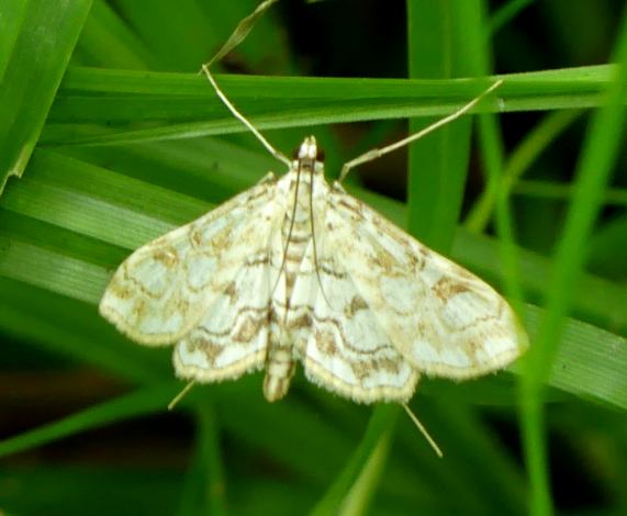Brown China-mark moth