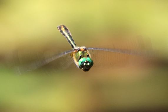 Downy emerald dragonfly