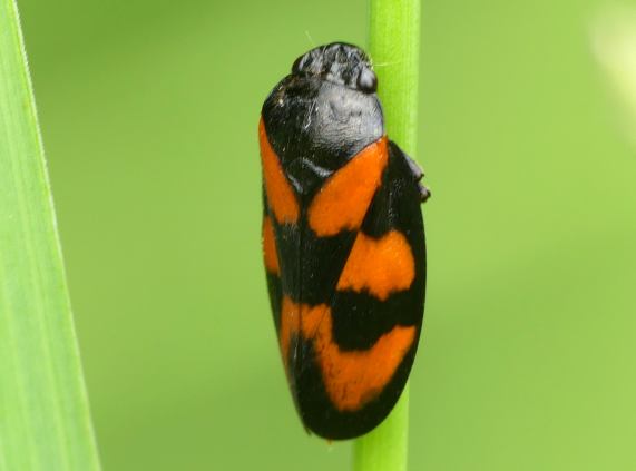 Red-and-black froghopper Cercopis
                  vulnerata