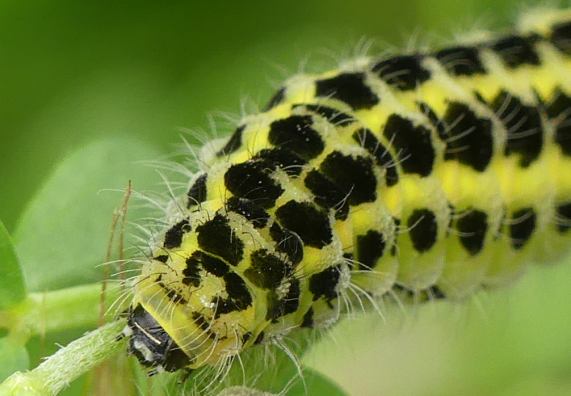 Six-spot burnet moth caterpillar