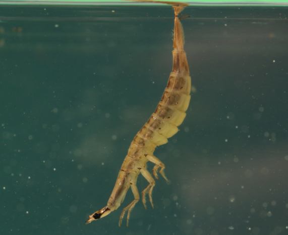 Diving beetle larva - Acilius
                  sulcatus