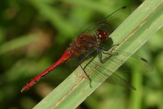 Ruddy darter dragonfly male