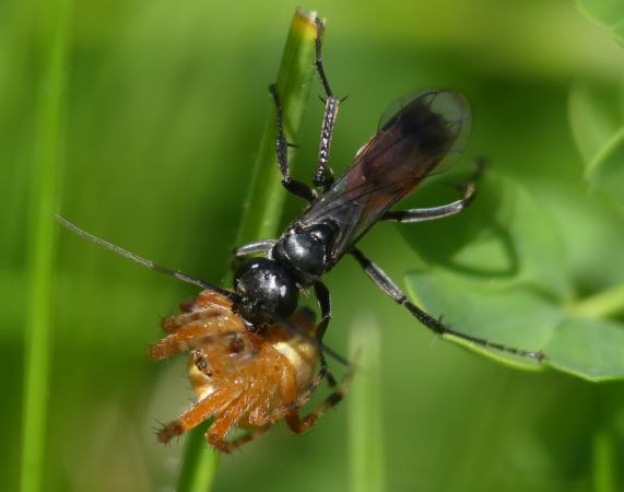 Spider-hunting wasp