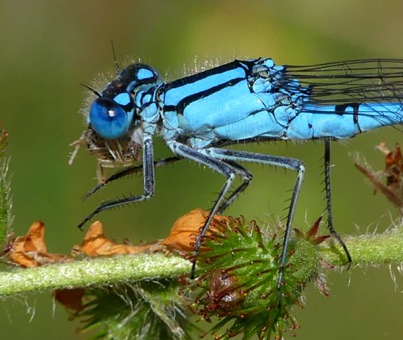 Common blue damselfly eating spider