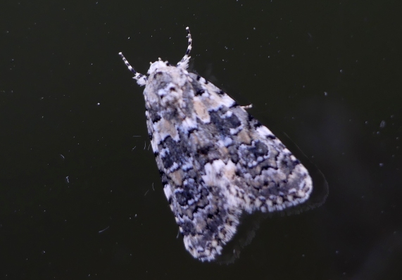 Marbled beauty moth