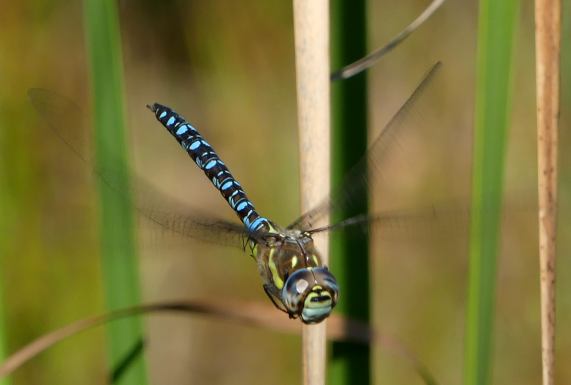 Migrant hawker dragonfly