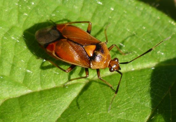 Red bug - Deraeocoris ruber