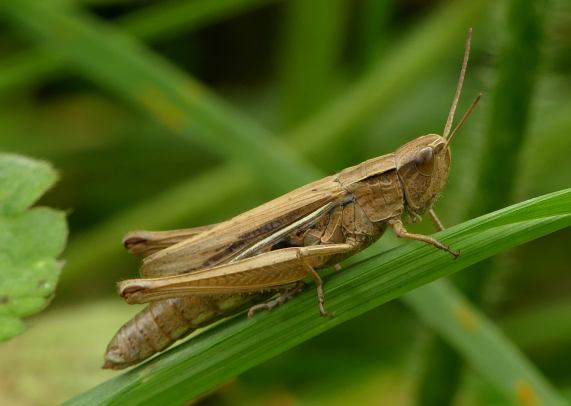 Lesser marsh grasshopper