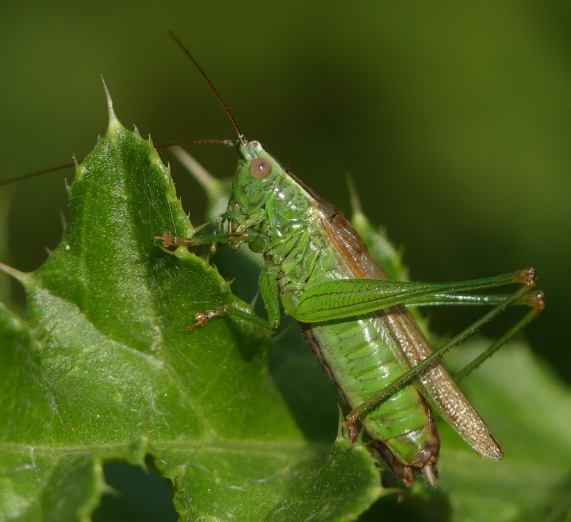 Long-winged conehead - male