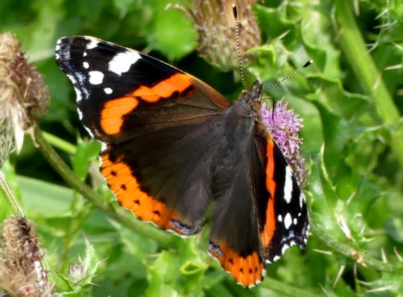 Red admiral butterfly