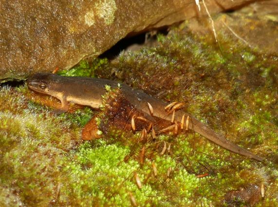 Common newt