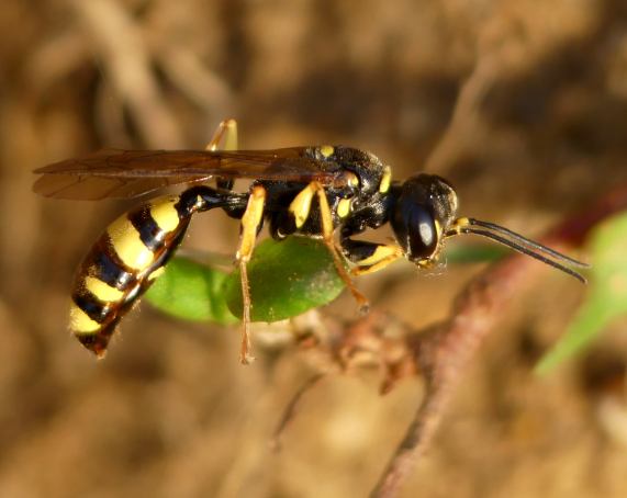 Field digger wasp