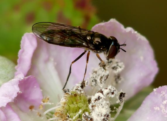 Hoverfly - Platycheirus albimanus
                  female