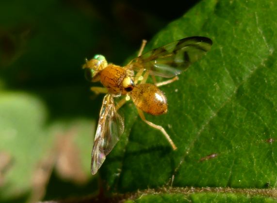 Picture-wing fly Acidia cognata