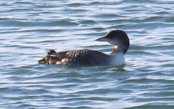 Great northern diver (loon)