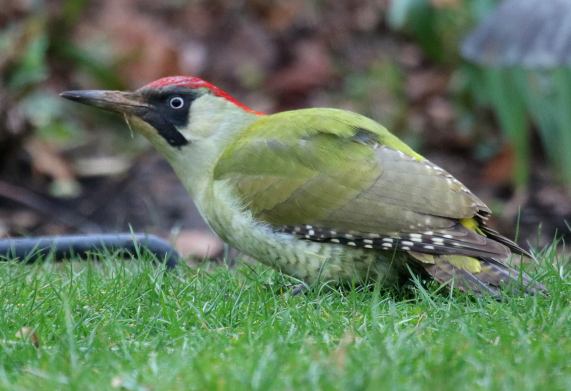 Green woodpecker female