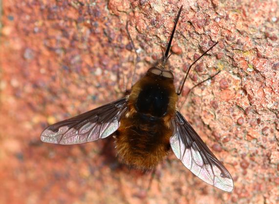 Dark-edged bee-fly - Bombylius major
