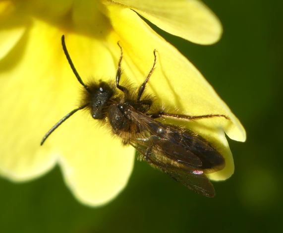 Gwynne's mining bee - Andrena bicolor