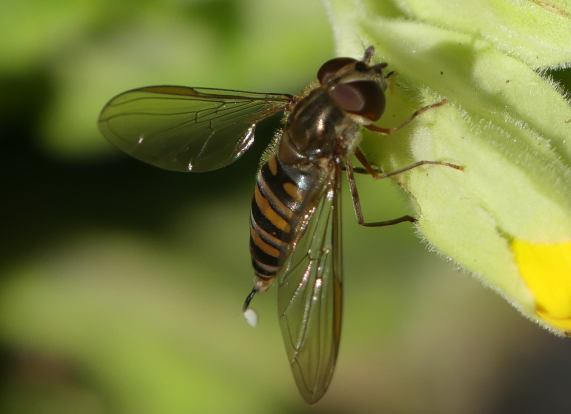 Marmalade hoverfly - Episyrphus balteatus