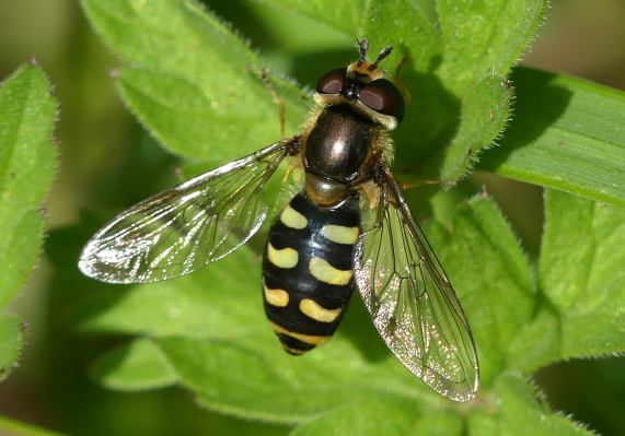 Hoverfly - eupeodes luniger female