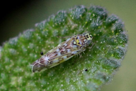 Sage leafhopper