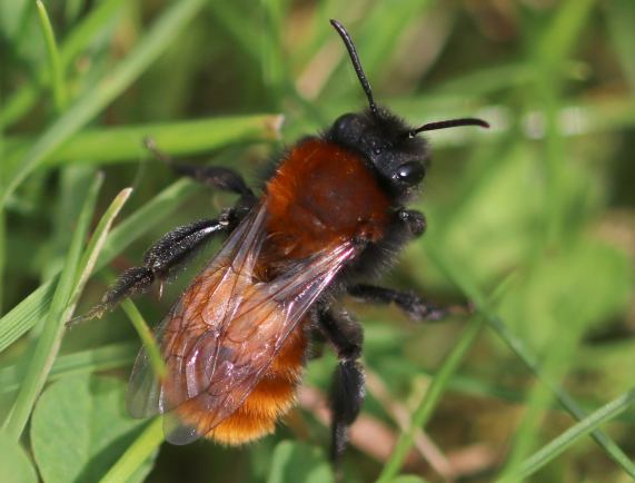 Tawny mining bee female - Andrena fulva
