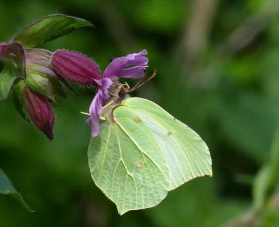 Brimstone butterfly (female) on red campion