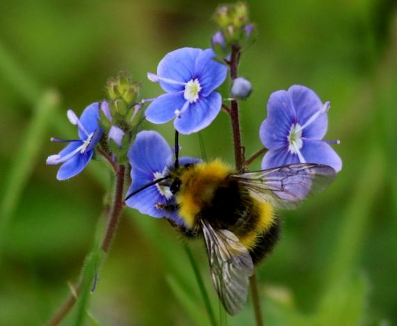 Bumble bee on speedwell