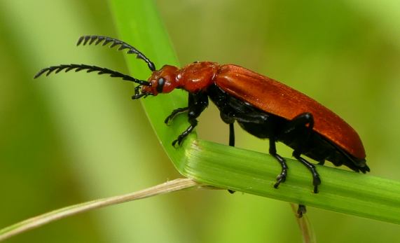 Red-headed cardinal beetle - Pyrochroa
                  serraticornis