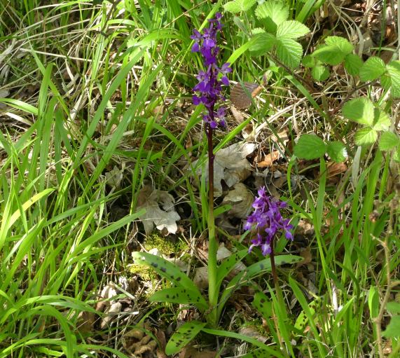 Early purple orchids