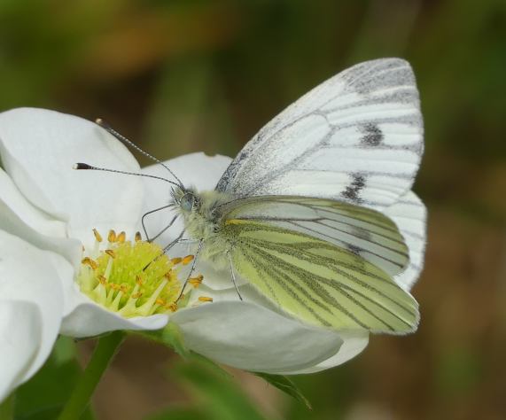 Green-veined white butterfly