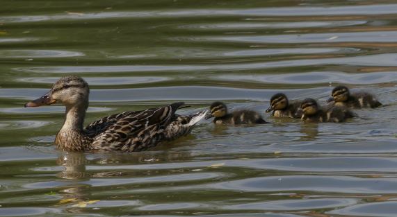 Mallard duck and four ducklings