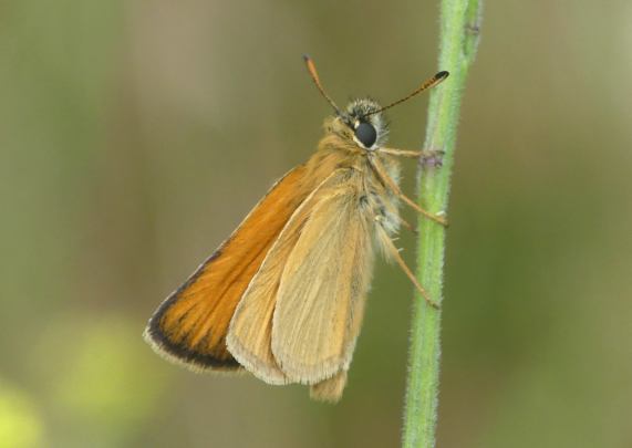 Essex skipper butterfly