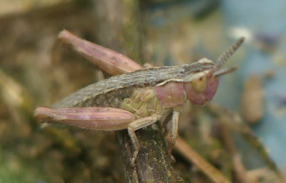 Field grasshopper nymph