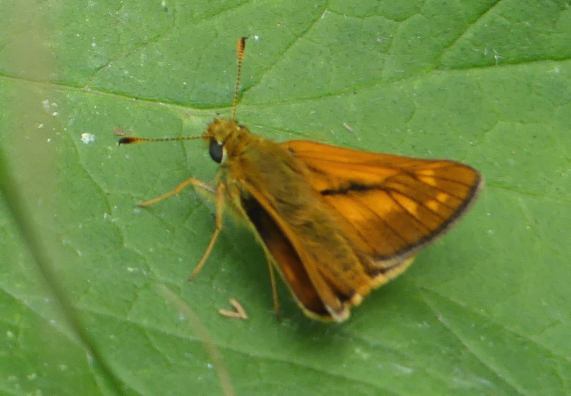 Large skipper butterfly