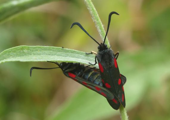 Six-spot burnet moths mating