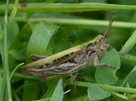Field grasshopper