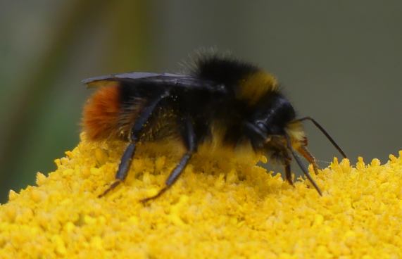 Red-tailed bumble bee