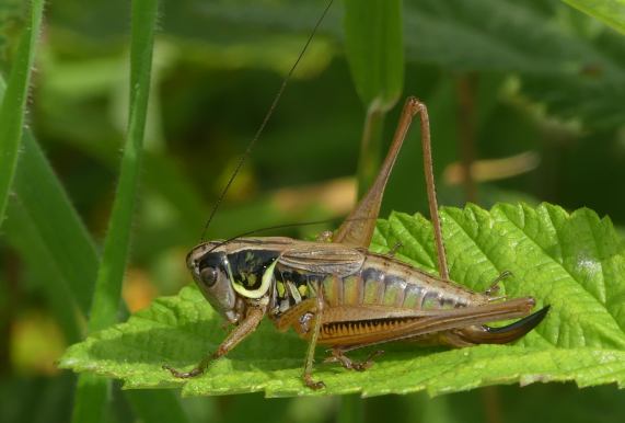 Roesel's bush-cricket female