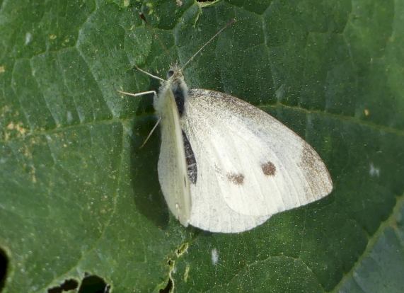 Small white butterfly - female