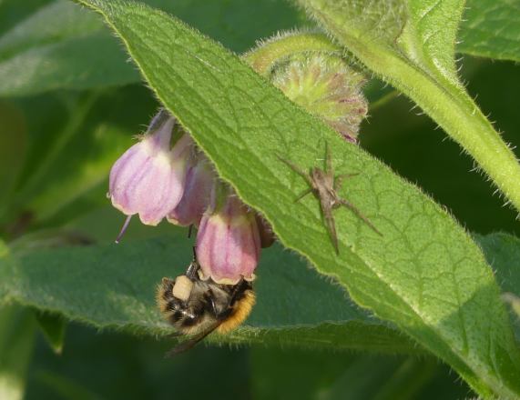 Common carder bee on comfrey with spider