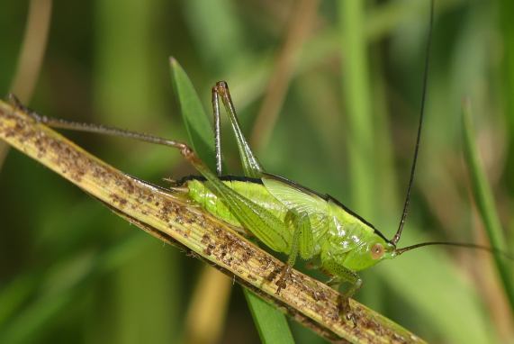 Long-winged conehead
