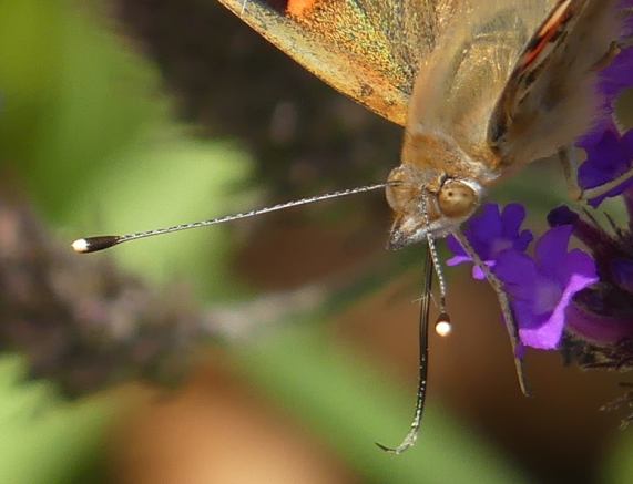 Painted lady butterfly close-up