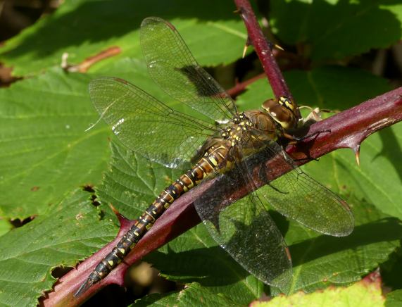 Migrant hawker dragonfly female
