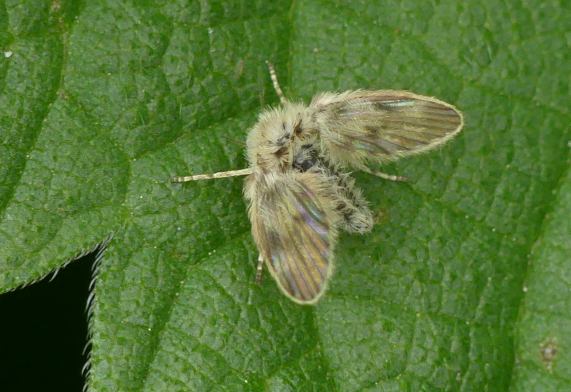 Moth fly - Pericoma Sp.